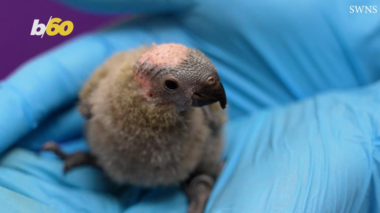 Extremely Rare Bird Finds Hope in Two New Hatchlings