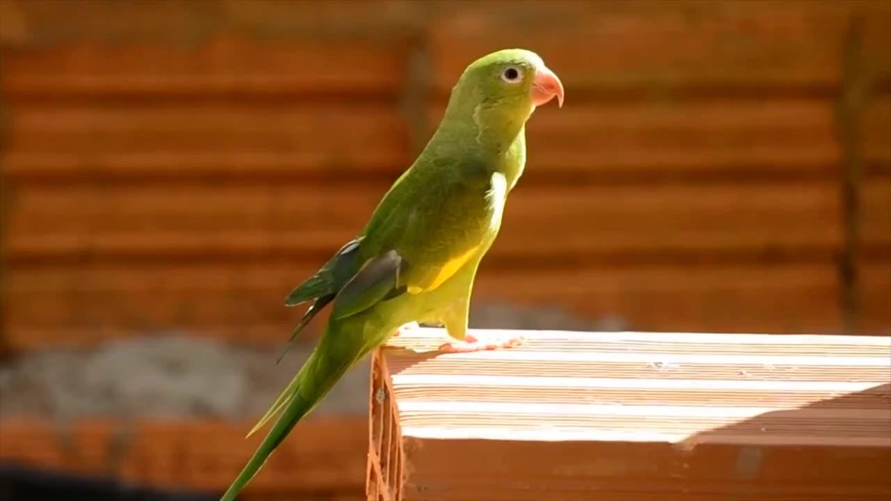 Collection of Videos About Birds in The World Part  58