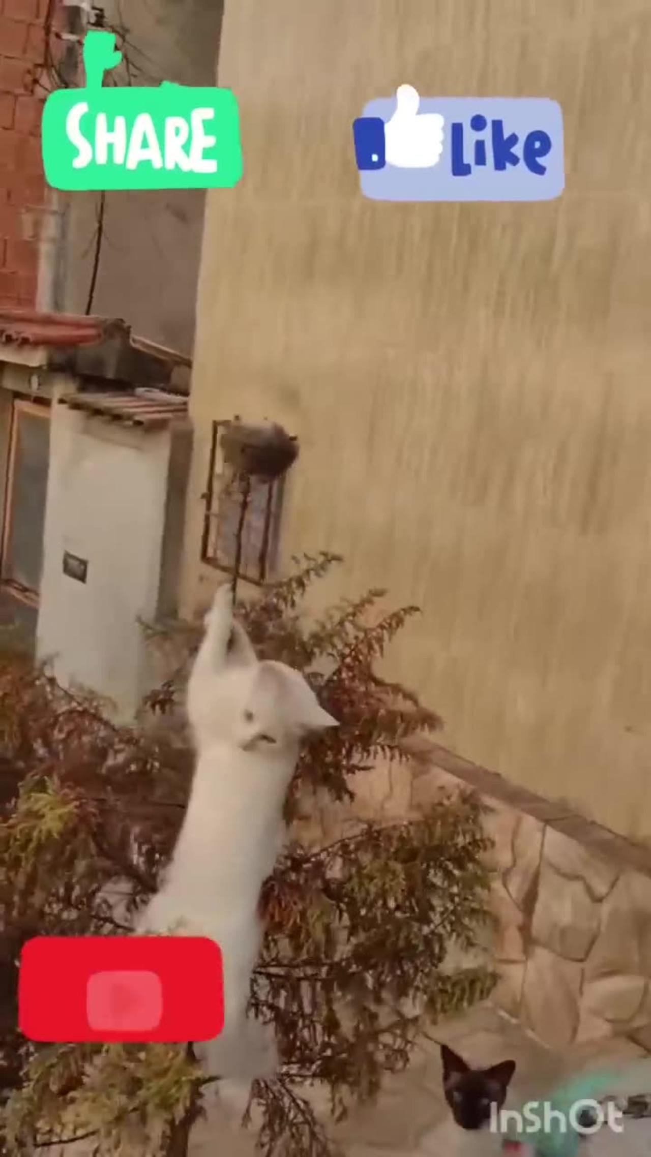 Funny Animal Videos - Part 7
