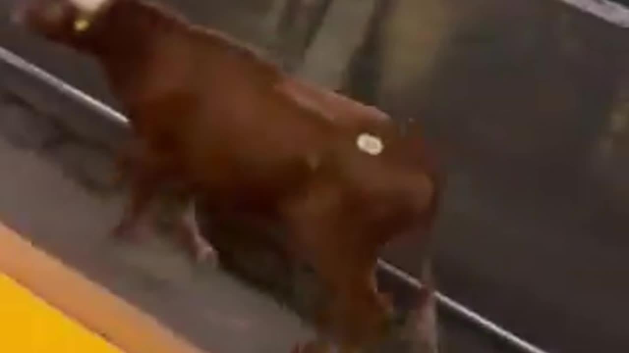 Loose bull spotted running on train tracks Newark Penn Station, resulting in delays, Short
