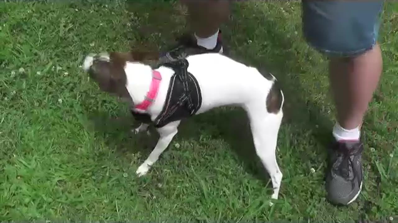 AOKCATS Small Dog Harness