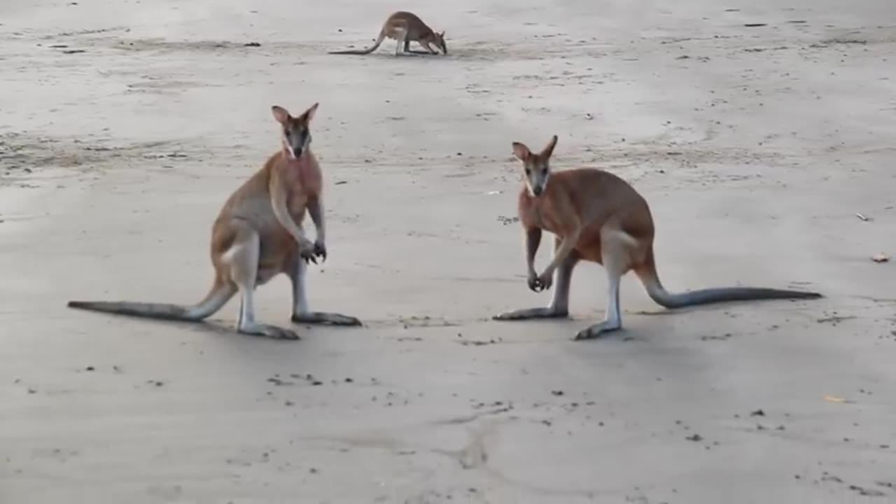 Wallaby War! Fur Flies on Cape Hillsborough Beach