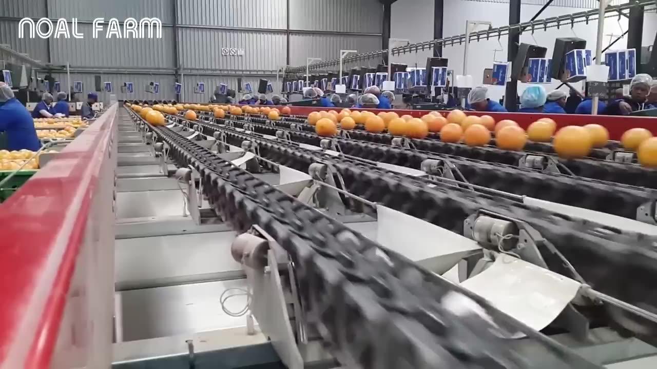 Amazing Food Processing Machine - Oranges, Grapefruit processing line Technology