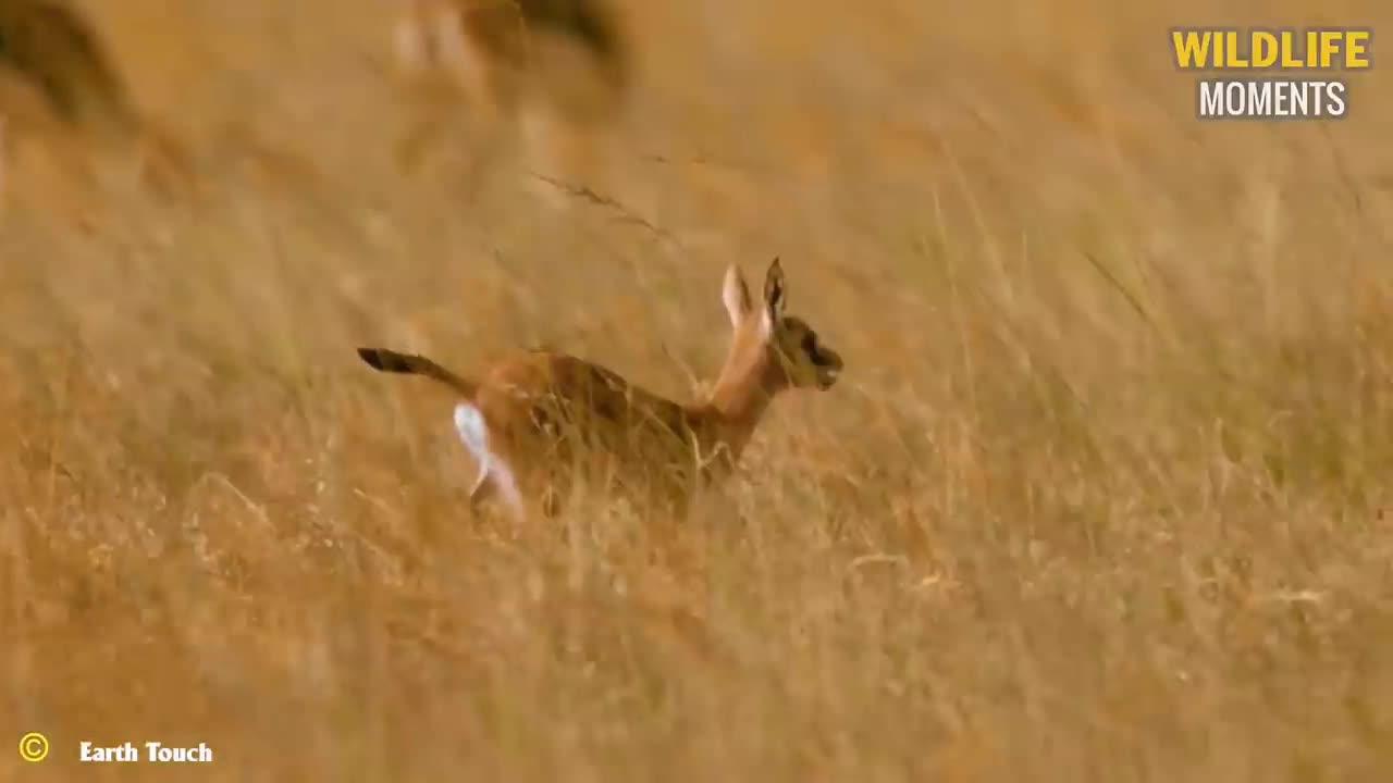 Magnificent Hunting And Chasing Moments By Wild Animals In Animal World