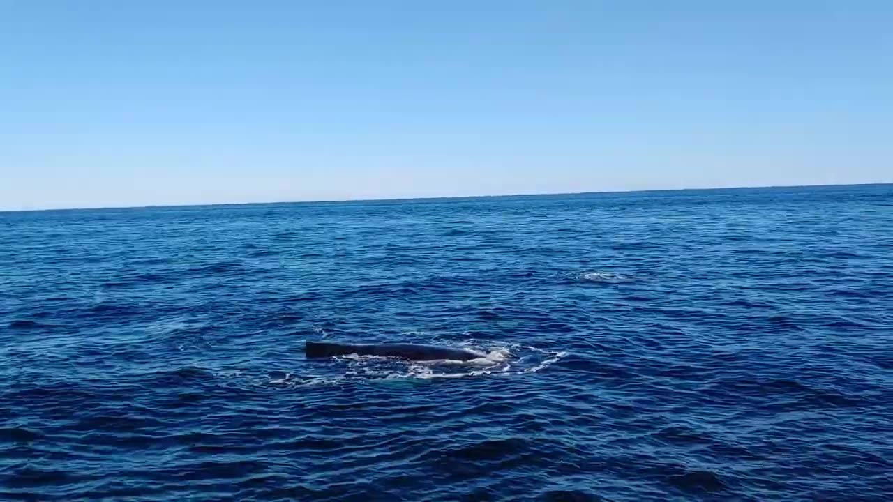Humpback Whales near Cape Cod, MA