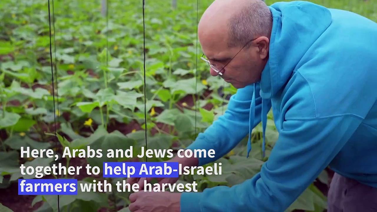 Volunteers come to aid of labour-starved farmers in Israel