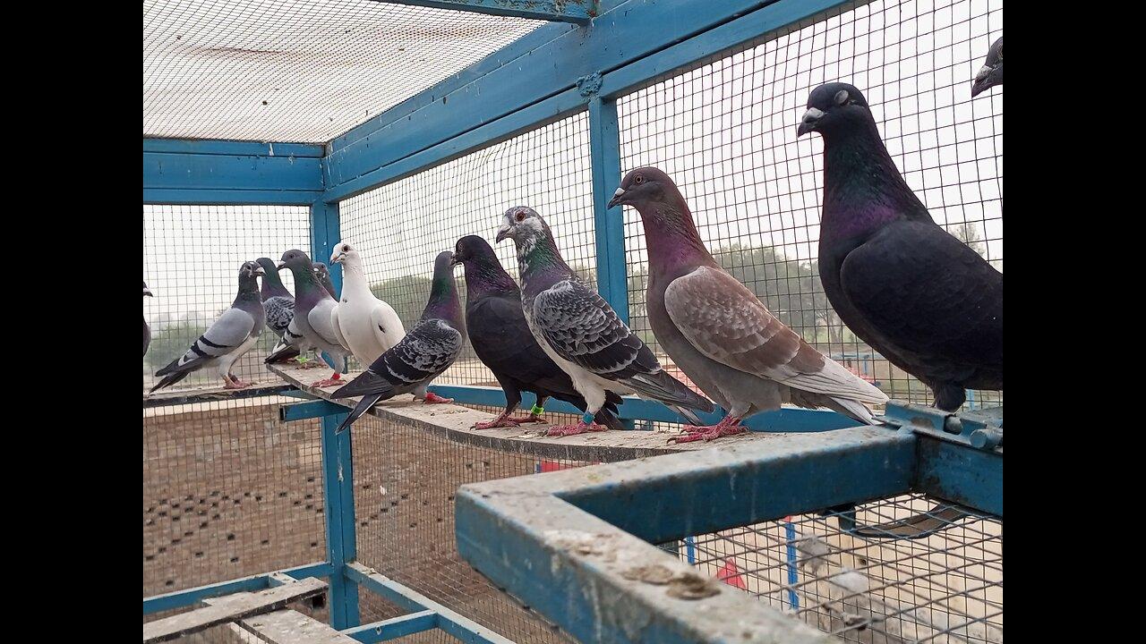 Extreme Long Distance Racing Pigeon 2024 One News Page VIDEO