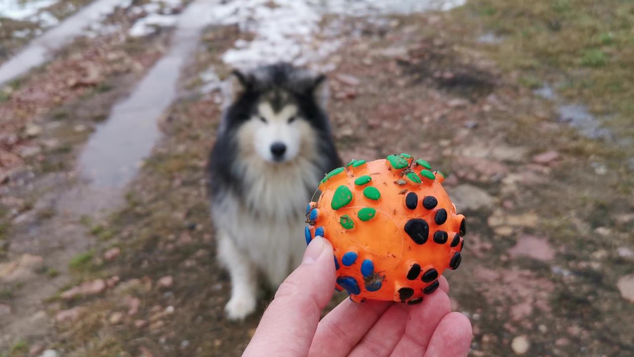 The dog is playing with the ball with its  (new dog video)2023
