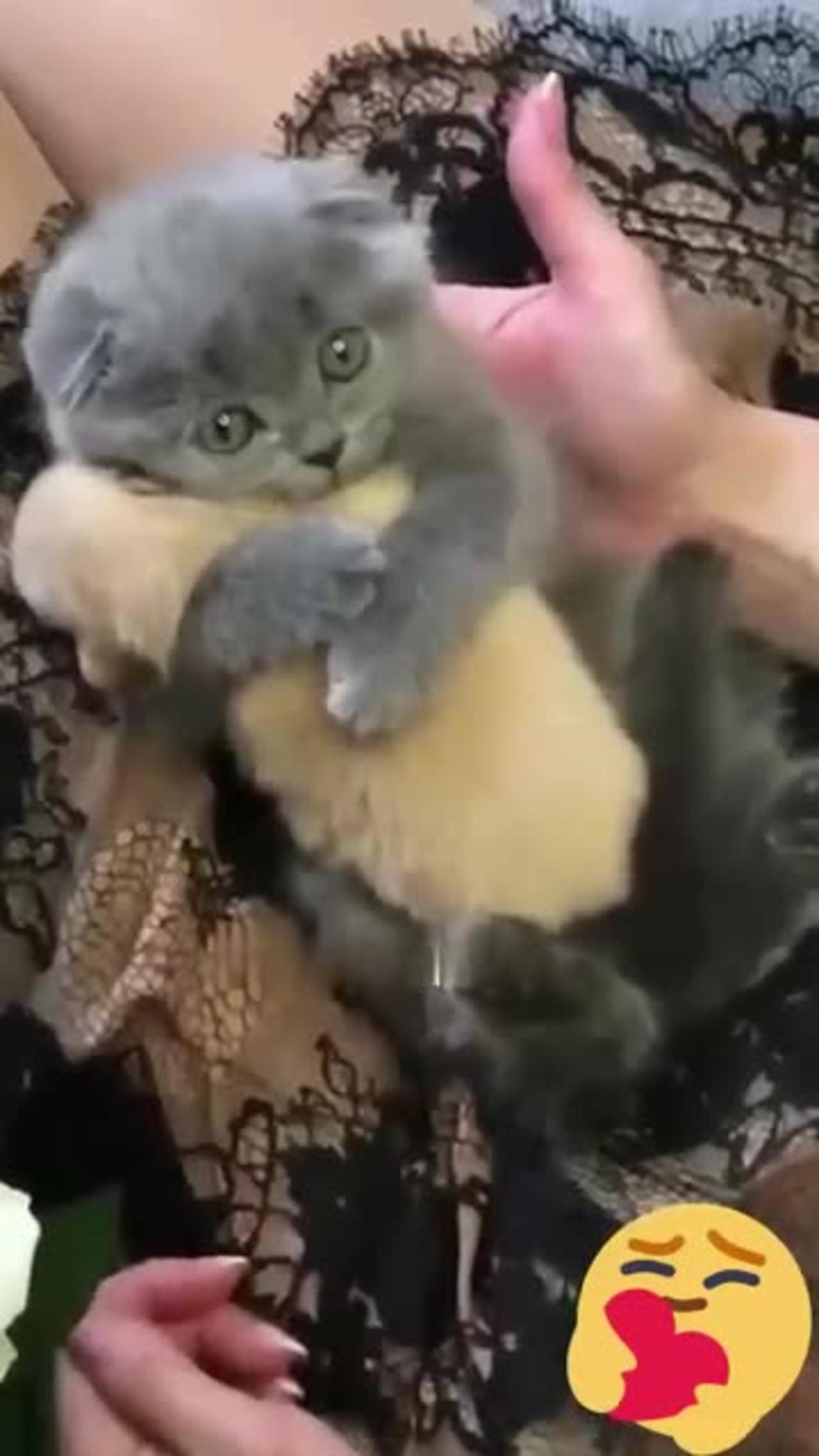 Baby mother sweet and beautiful cats