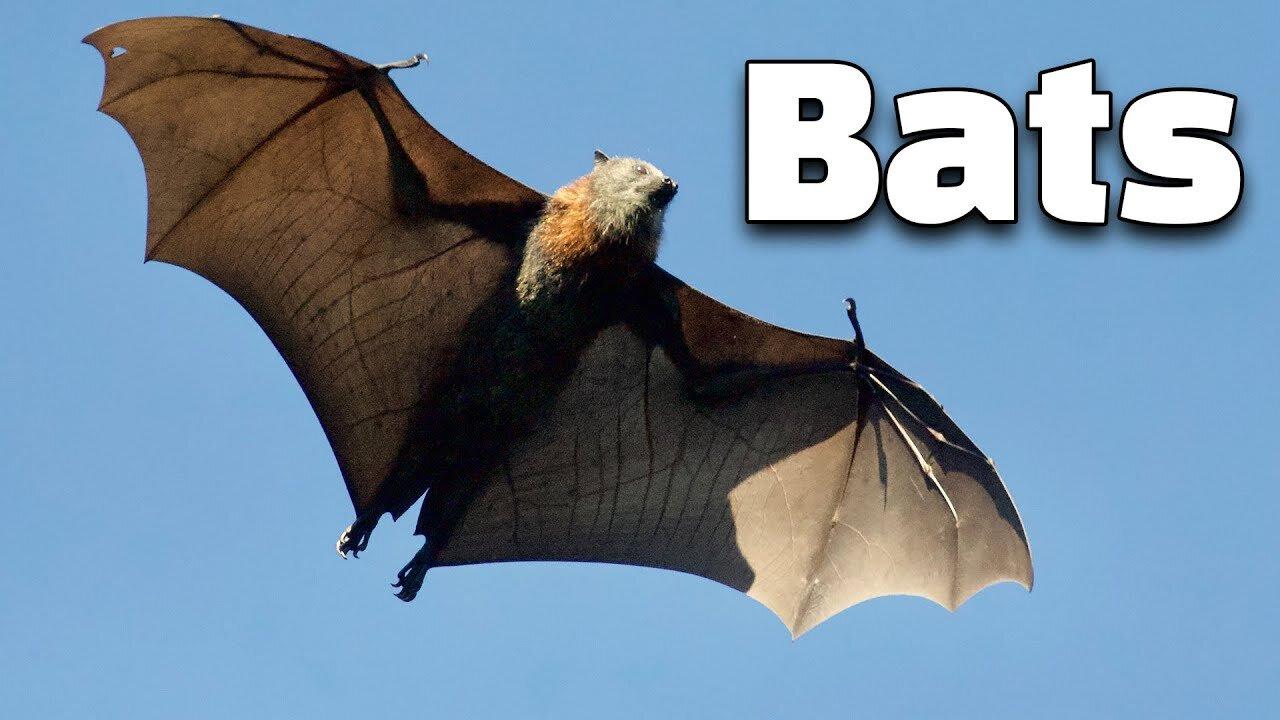 12 Interesting Facts of Bats: Knowledge for Kids about Bats