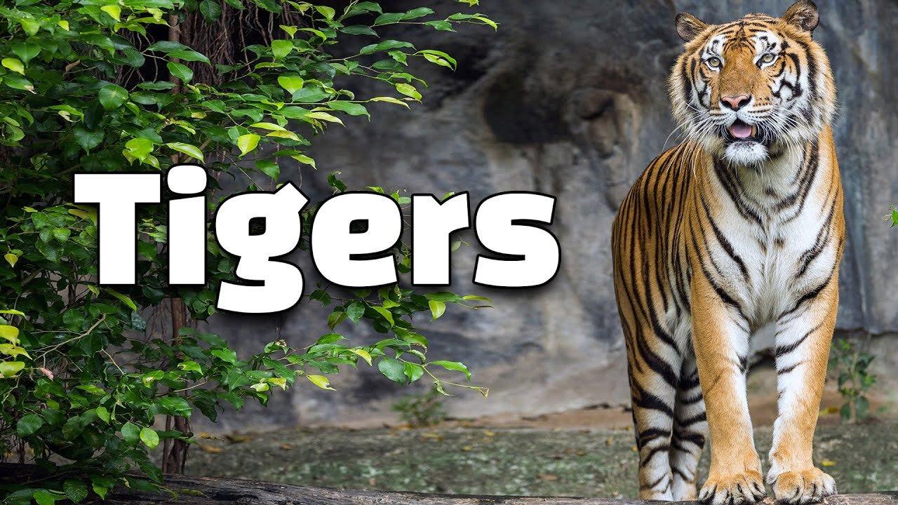 9 Interesting Facts of Tigers for Kids Striped One News Page VIDEO