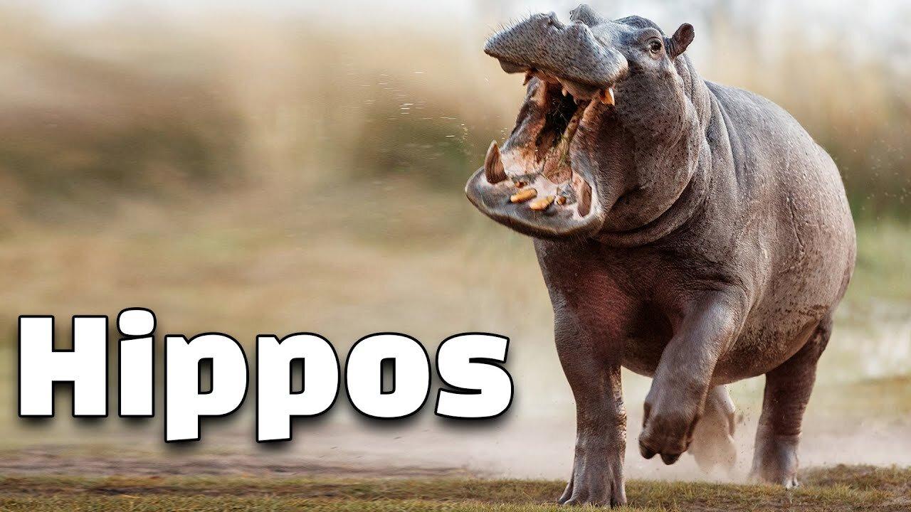 12 Interesting Facts of Hippopotamus: Knowledge for Kids about Hippos