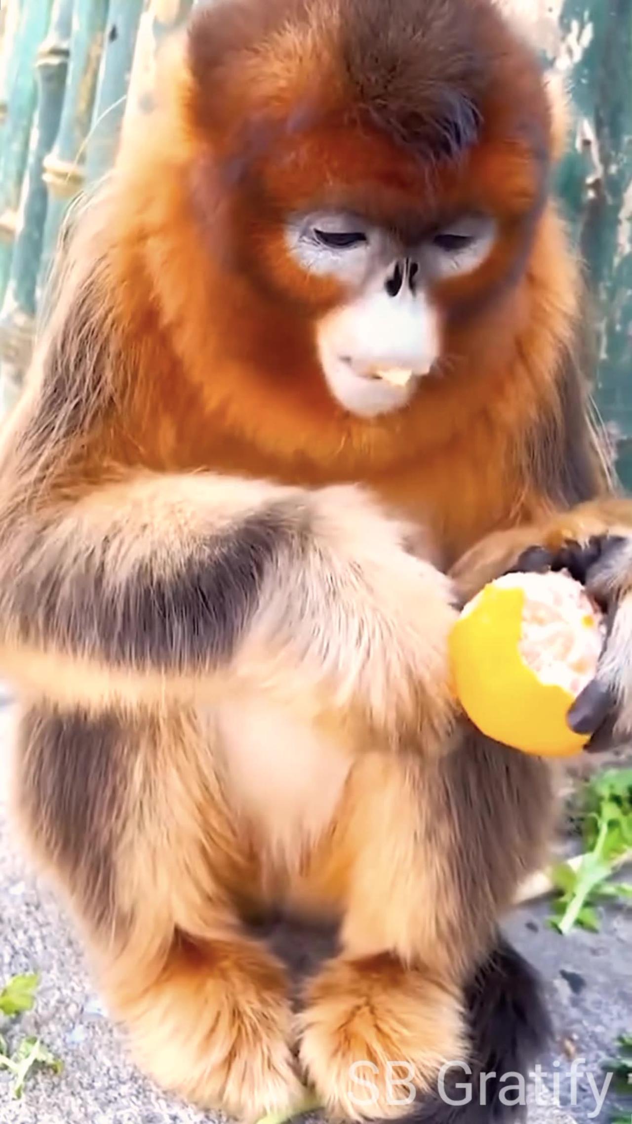 Satisfying Monkey Eating Fruit ASMR That Makes You Calm Original Satisfying Videos PART - 24