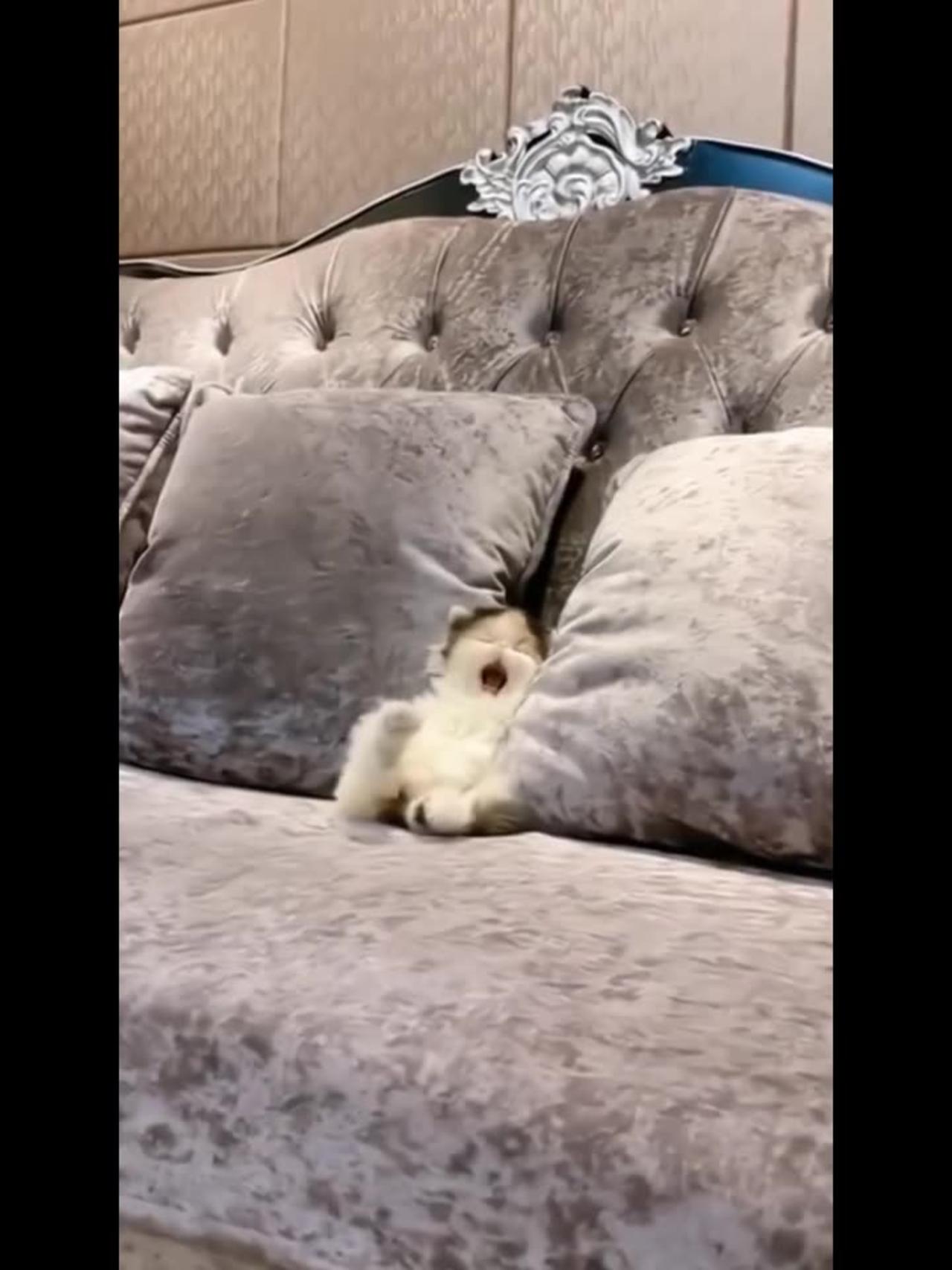 Viral Animal: #Scarycutesam'S Adorable Antics - 3mu9ncz