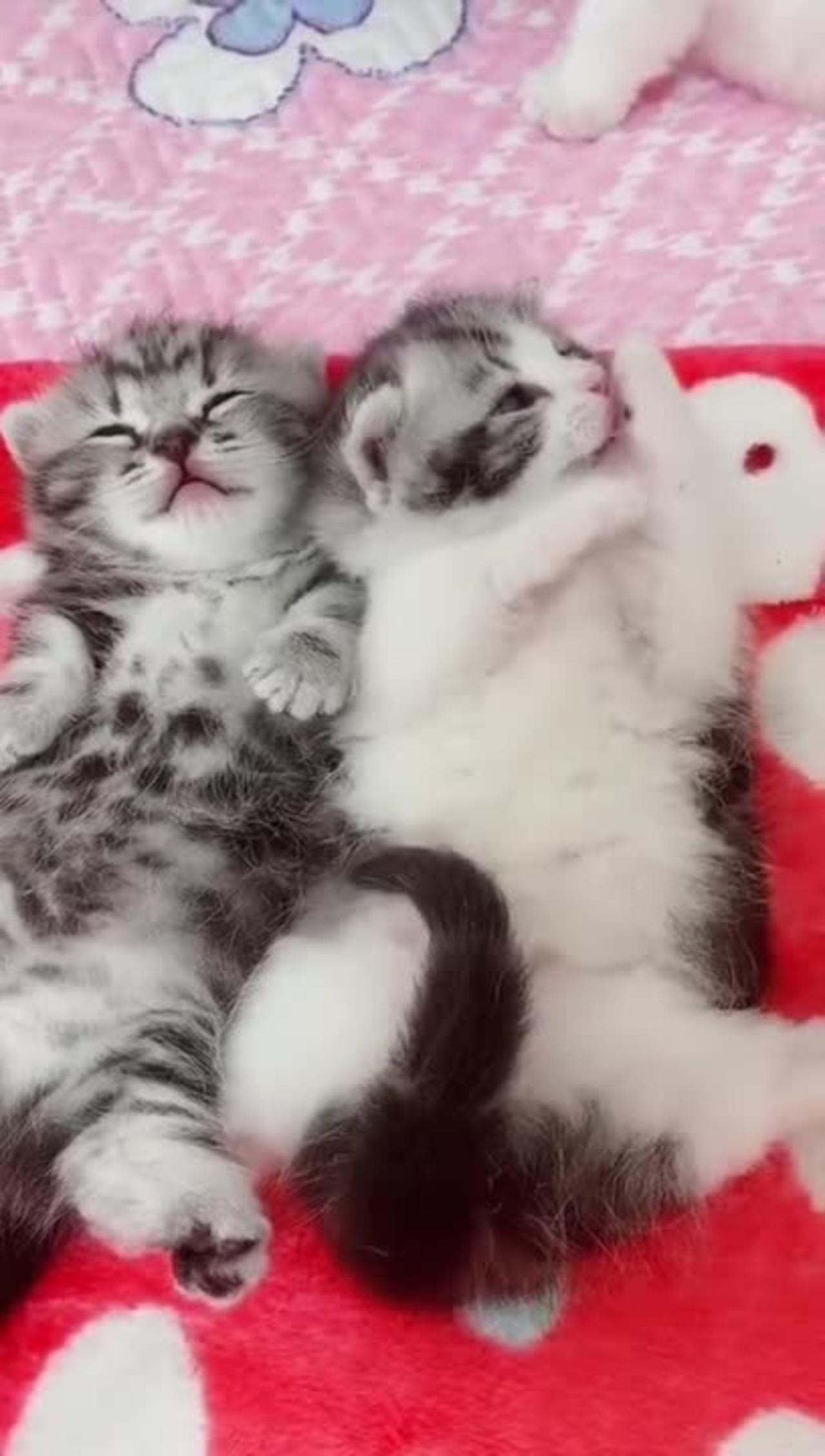 Baby Cats - Cute and Funny Cat Videos #Shorts  ｜ITZ Raj