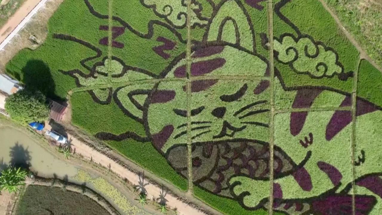 Thai Farmer Turns Rice Paddies into Whimsical Cat Art with Rainbow Rice