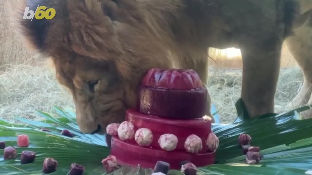Simba the Lion Celebrates His Birthday By Eating a Birthday Cake!