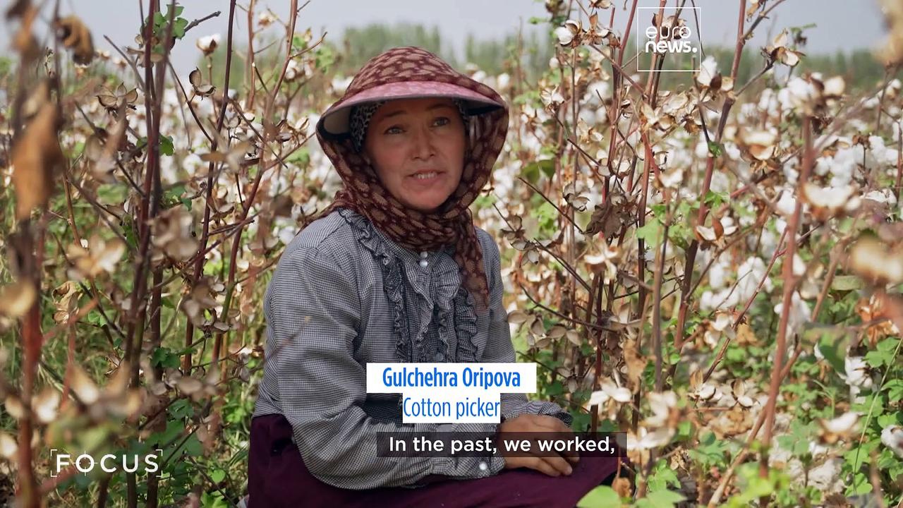 Uzbekistan's cotton industry rebounds after One News Page VIDEO