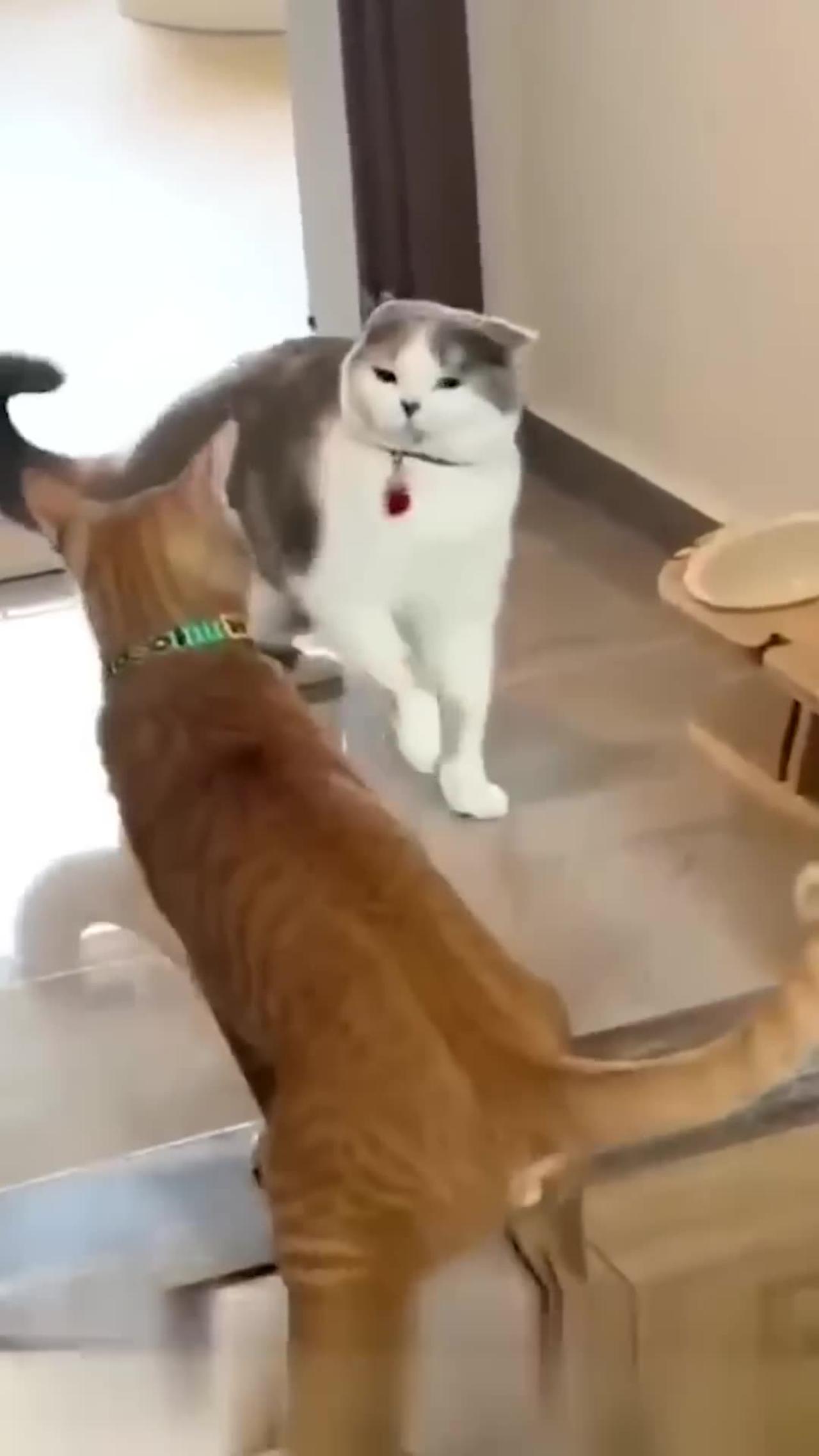 Funny animal videos part-13