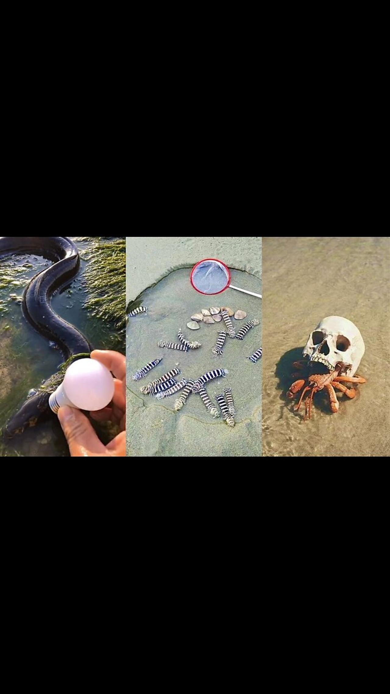 ASMR Hunting Sea Animals Around the Beach One News Page VIDEO
