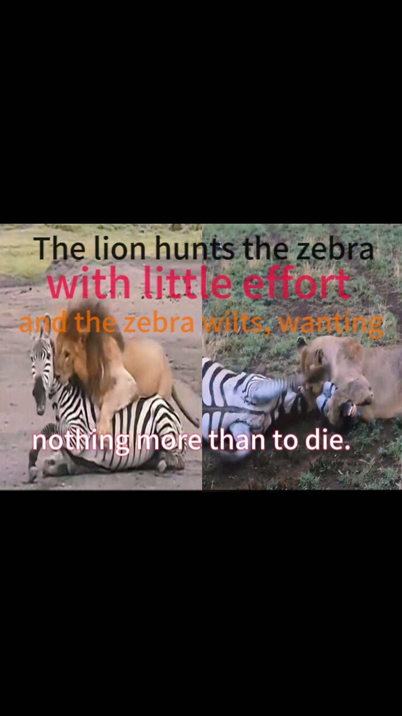 The lion hunts the zebra 🦓