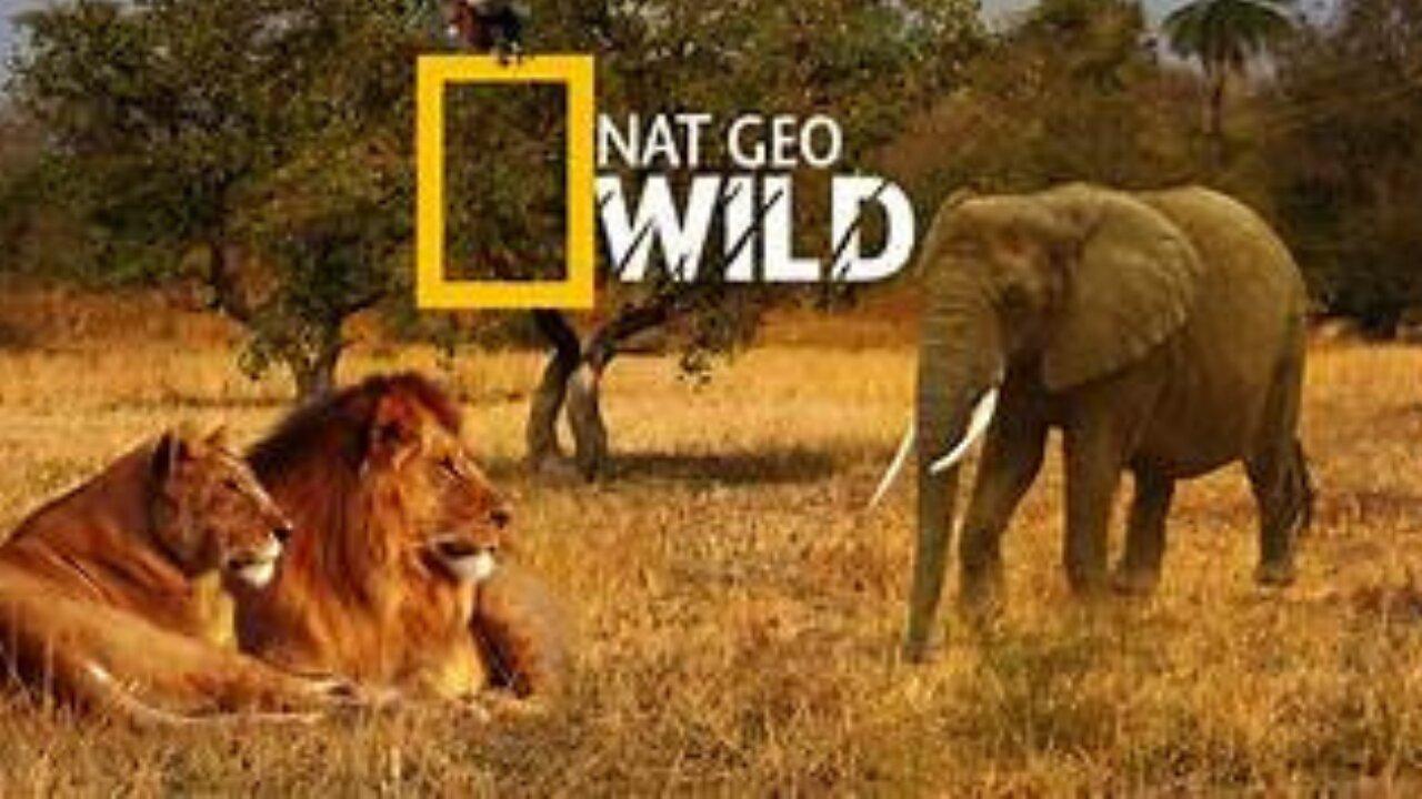 🔴 LIVE: Enter the Savage Kingdom: Ultimate Predators | Watch Now on Nat Geo WILD