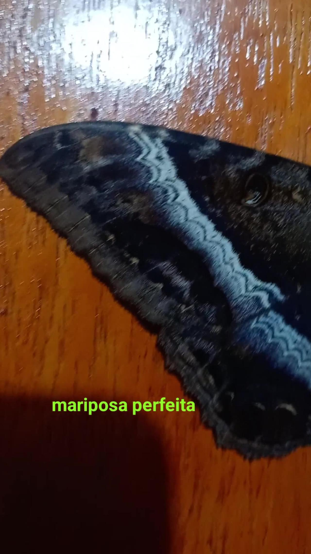 Mariposa perfeita