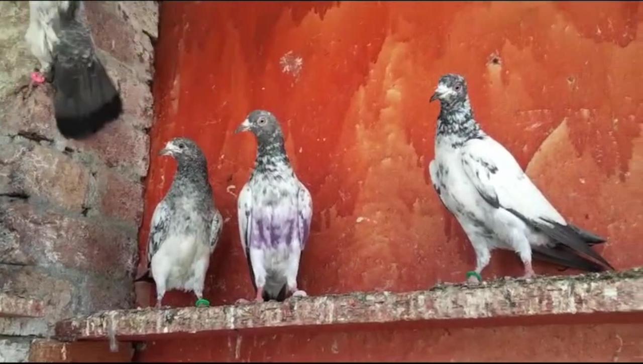 Parvazi pigeon beautiful breeder pair young chiks