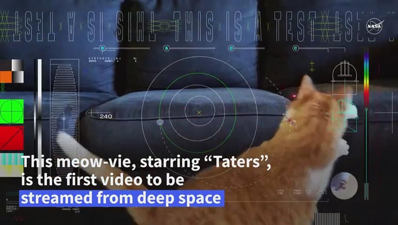 The feline frontier: NASA sends cat video from deep space
