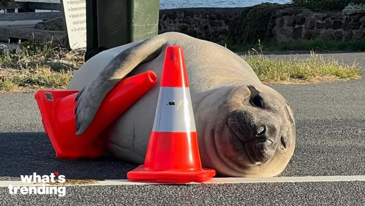 TikTok’s Latest Obsession is a Chaotic Seal Named Neil