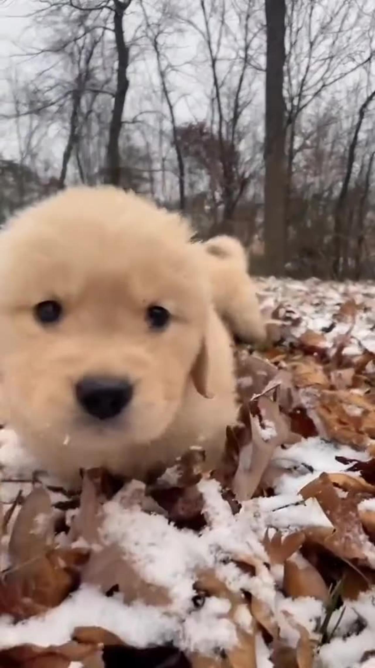 My dog can Viral on rumble😜😜 One News Page VIDEO