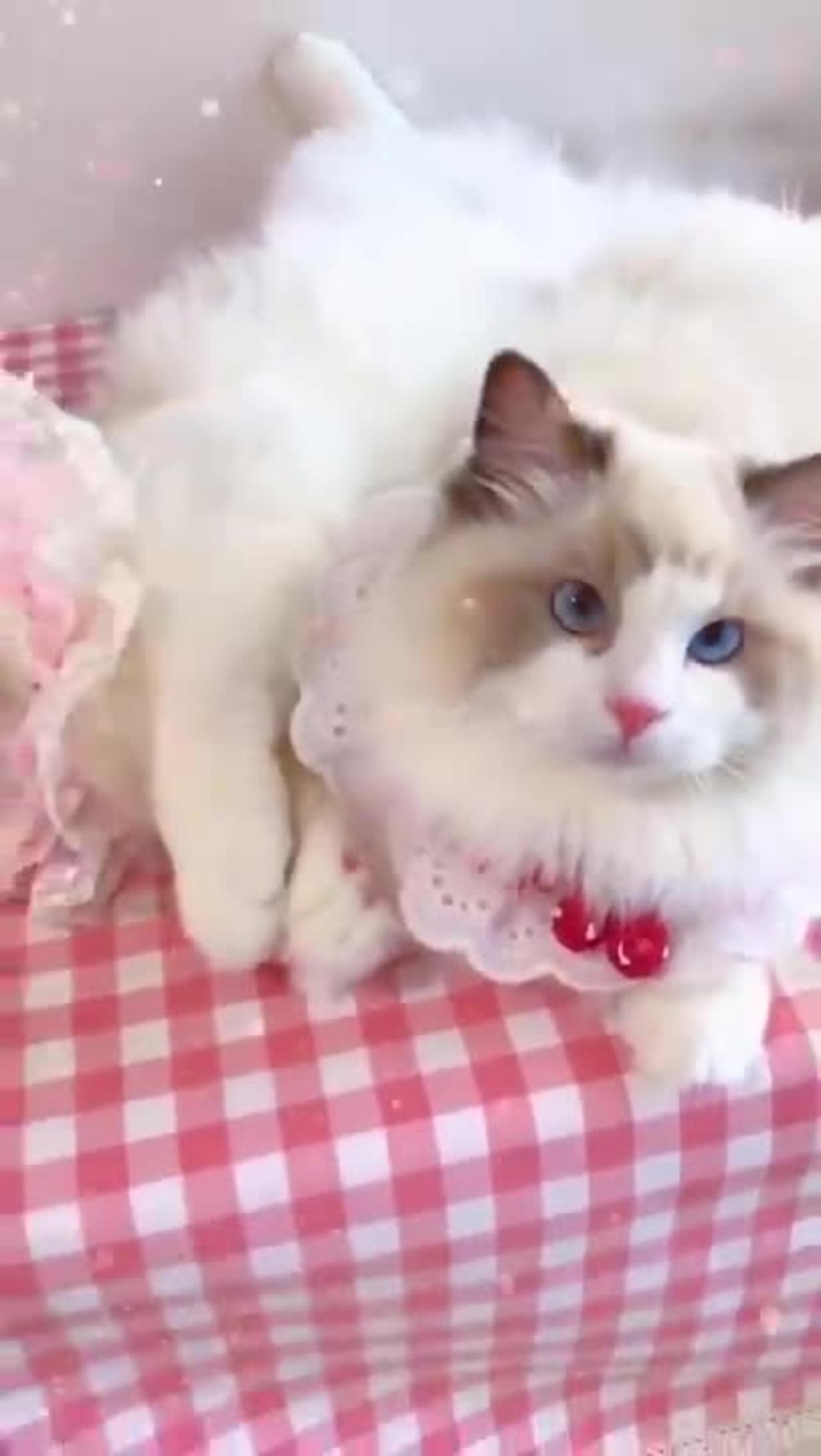 aww-cute-cat-videos-funny-cat-cash-compilation-cat-meow-cat-shorts