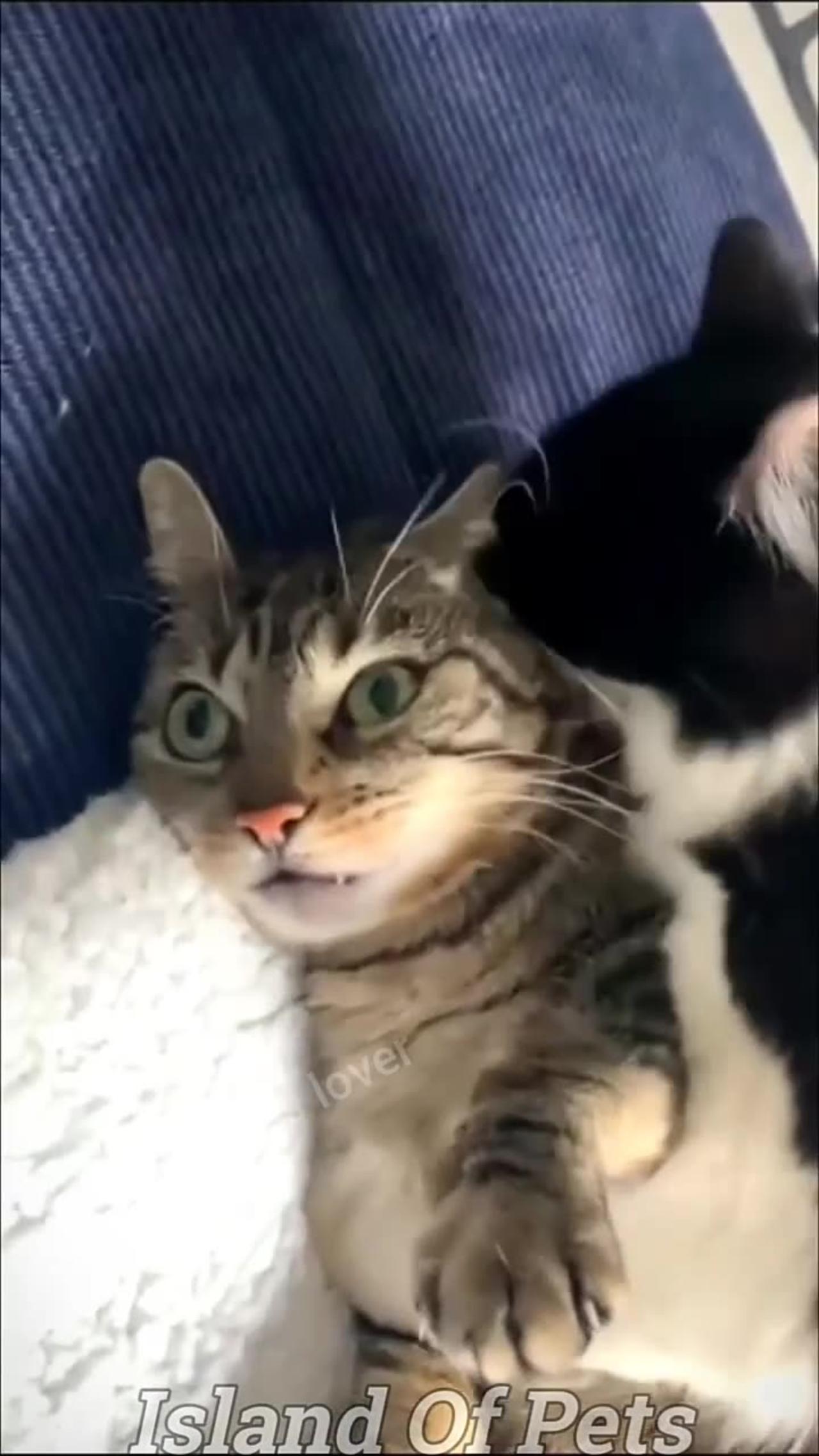 Funny Cats And Dogs Videos 😂 #1 - Best Funniest Animal Videos 2023 😅