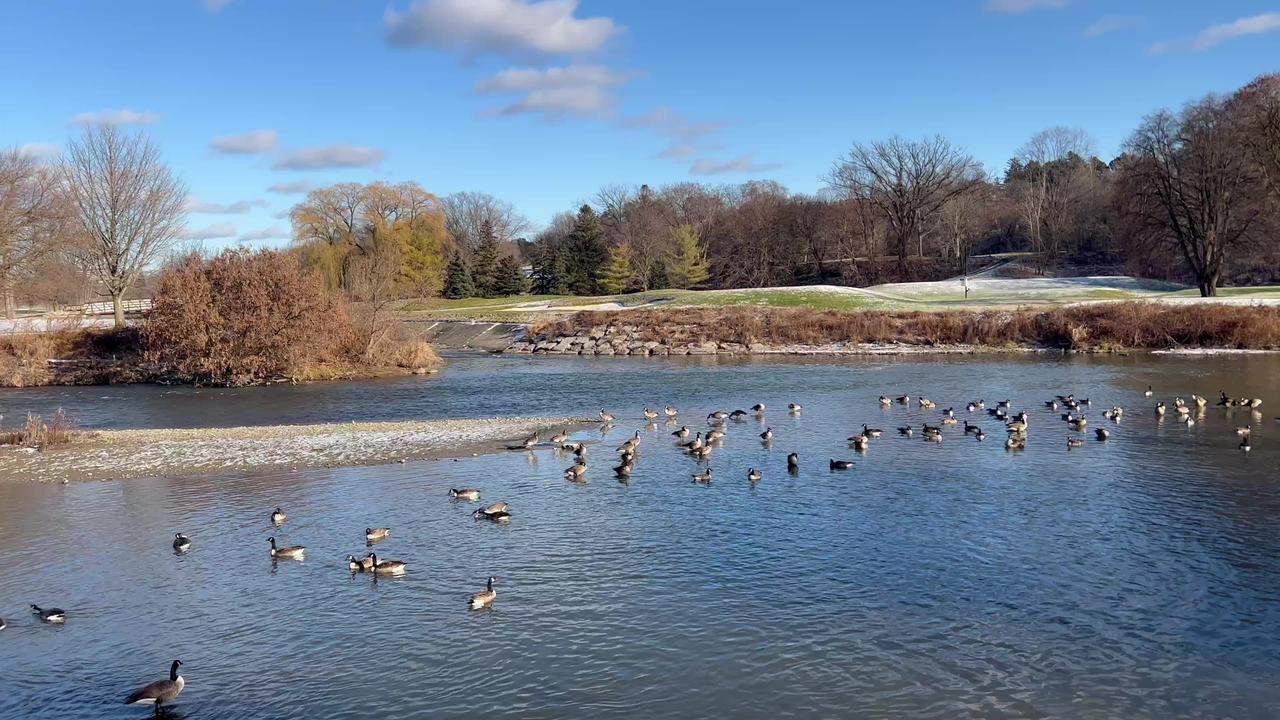 December Canada Geese clan Humber River Toronto