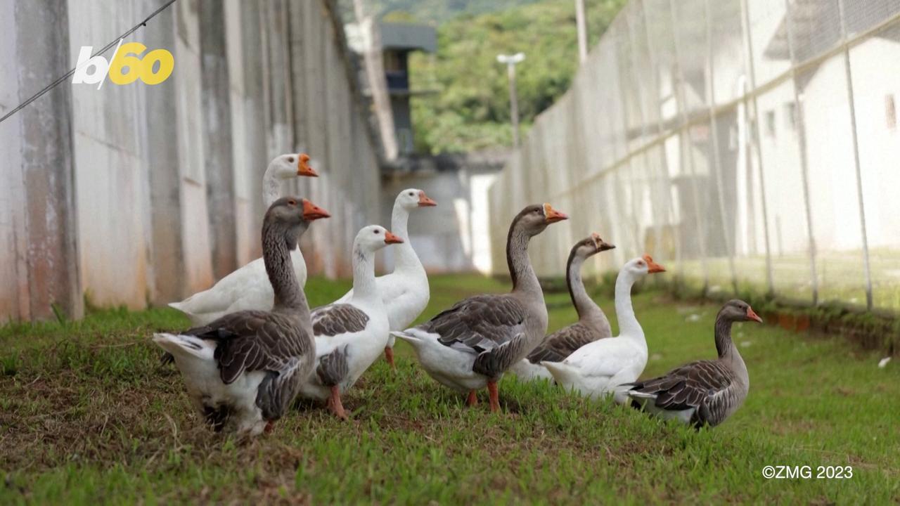 Brazilian Prison Swaps Out Guard Dogs for Guard Geese