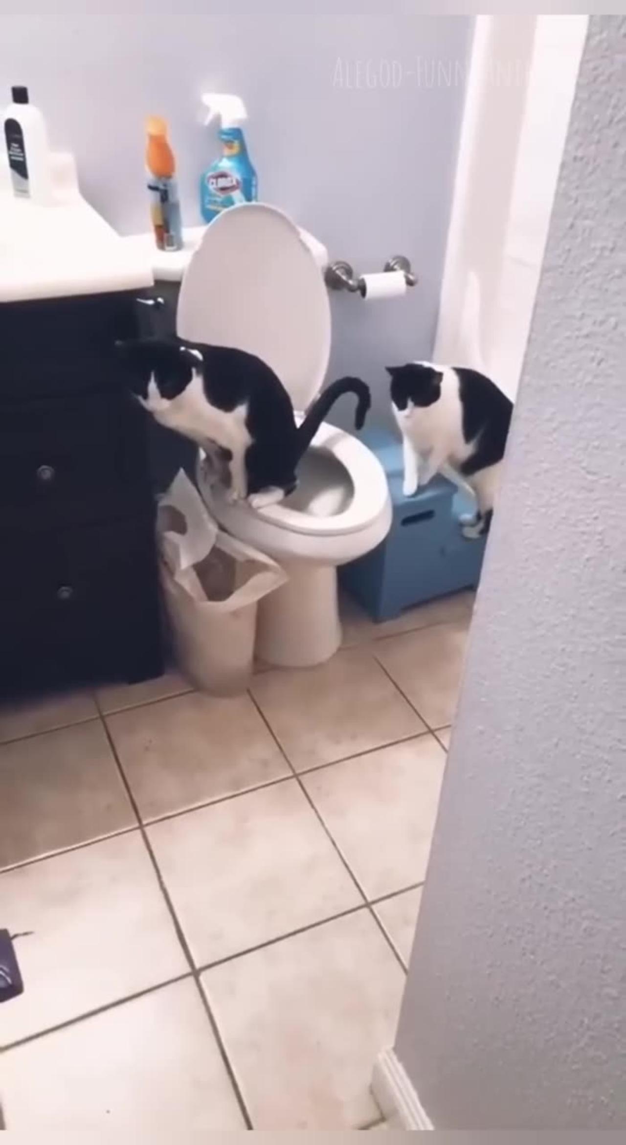 New funniest cat and dog.
