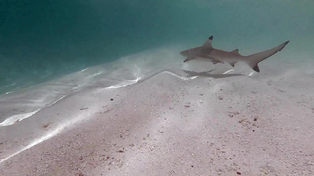 Mysterious Hammerhead Sharks: Ocean Predators - One News Page VIDEO