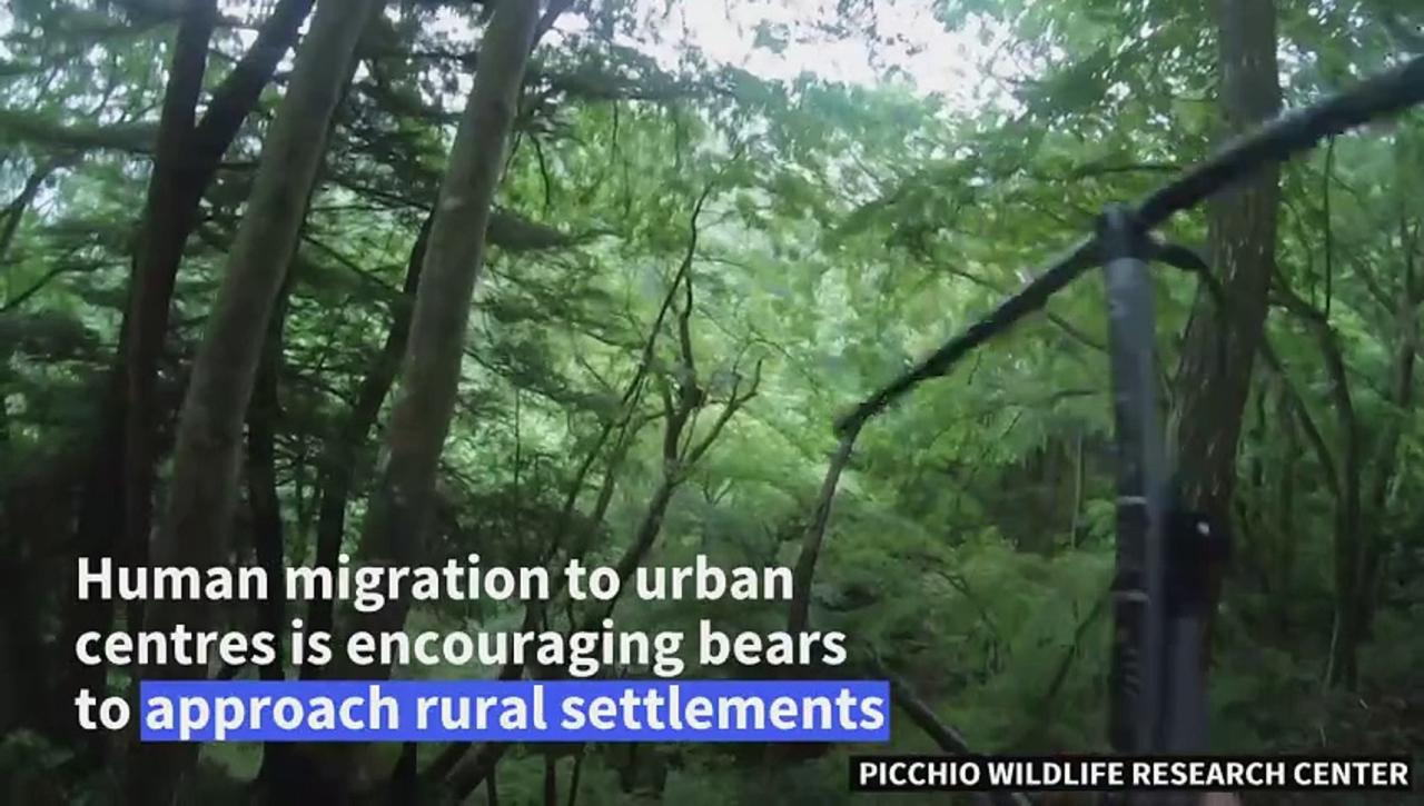 Bear experts use dogs, honey and antennae to save lives in rural Japan