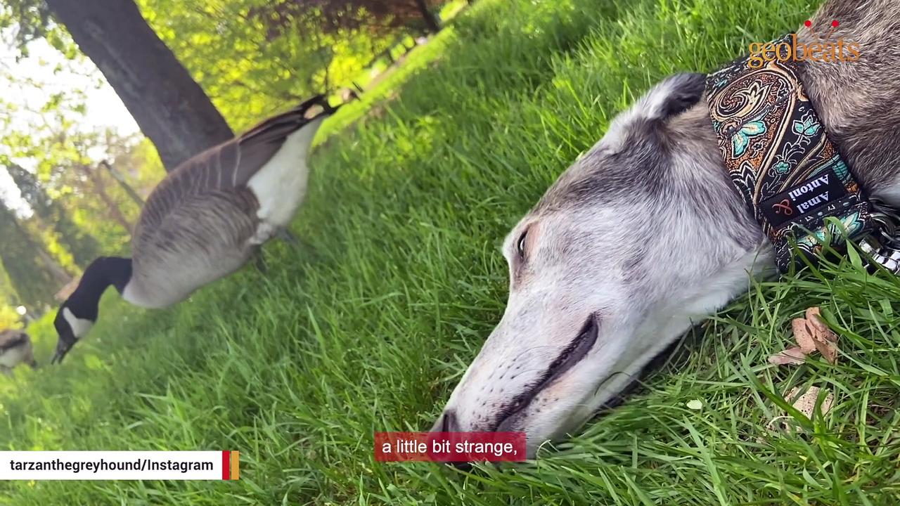 Racing greyhound unravels when he starts living inside