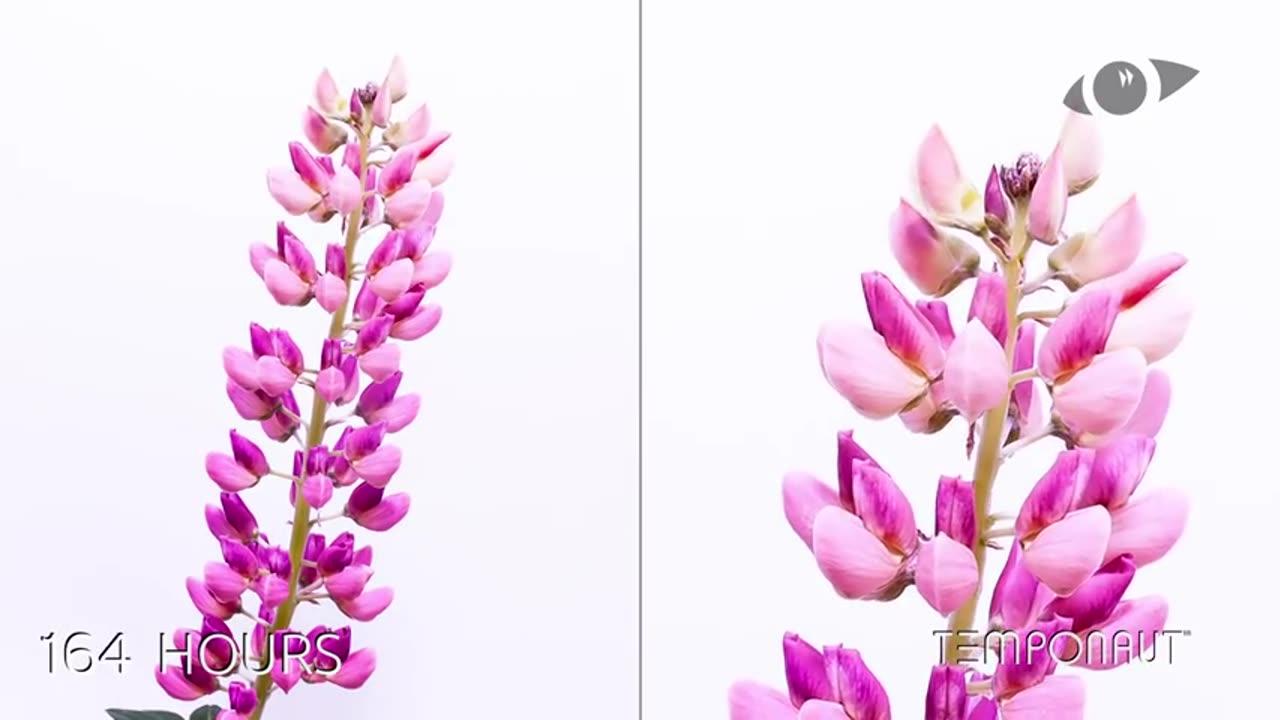 Timelapse Lupin Flower Blooming
