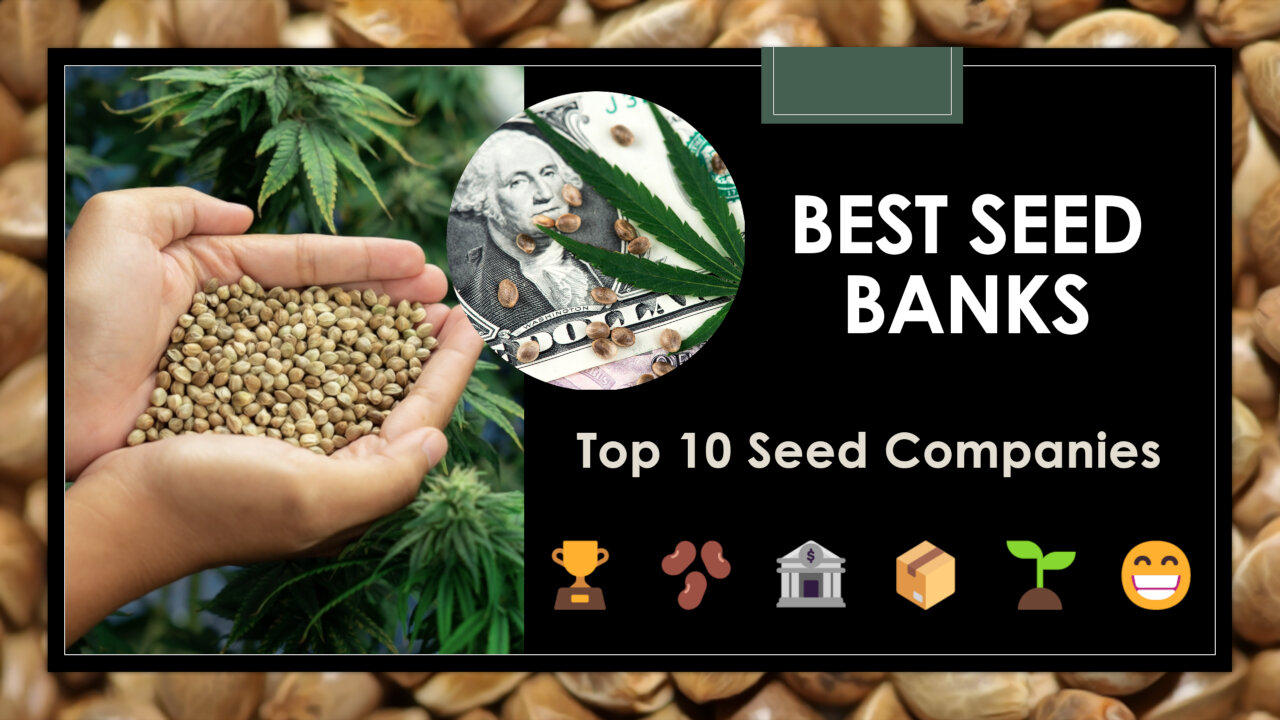 Top 10 Best Seed Banks: Buy Seeds Online - One News Page VIDEO - Best Seed Banks In The United States 300