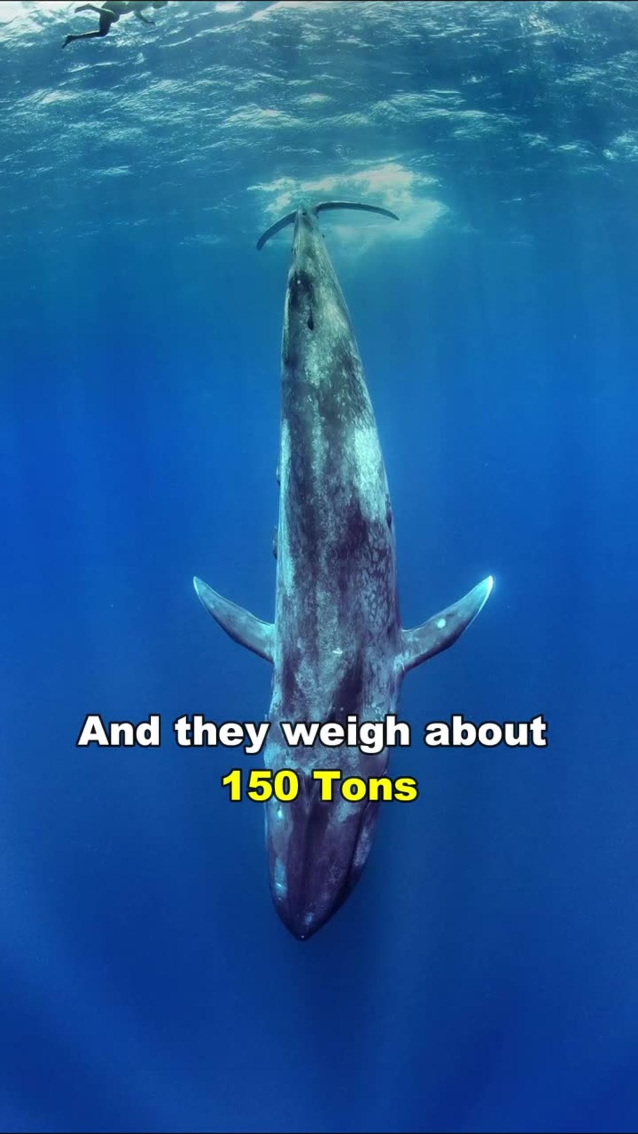 Blue Whale | The Largest Animal In The World