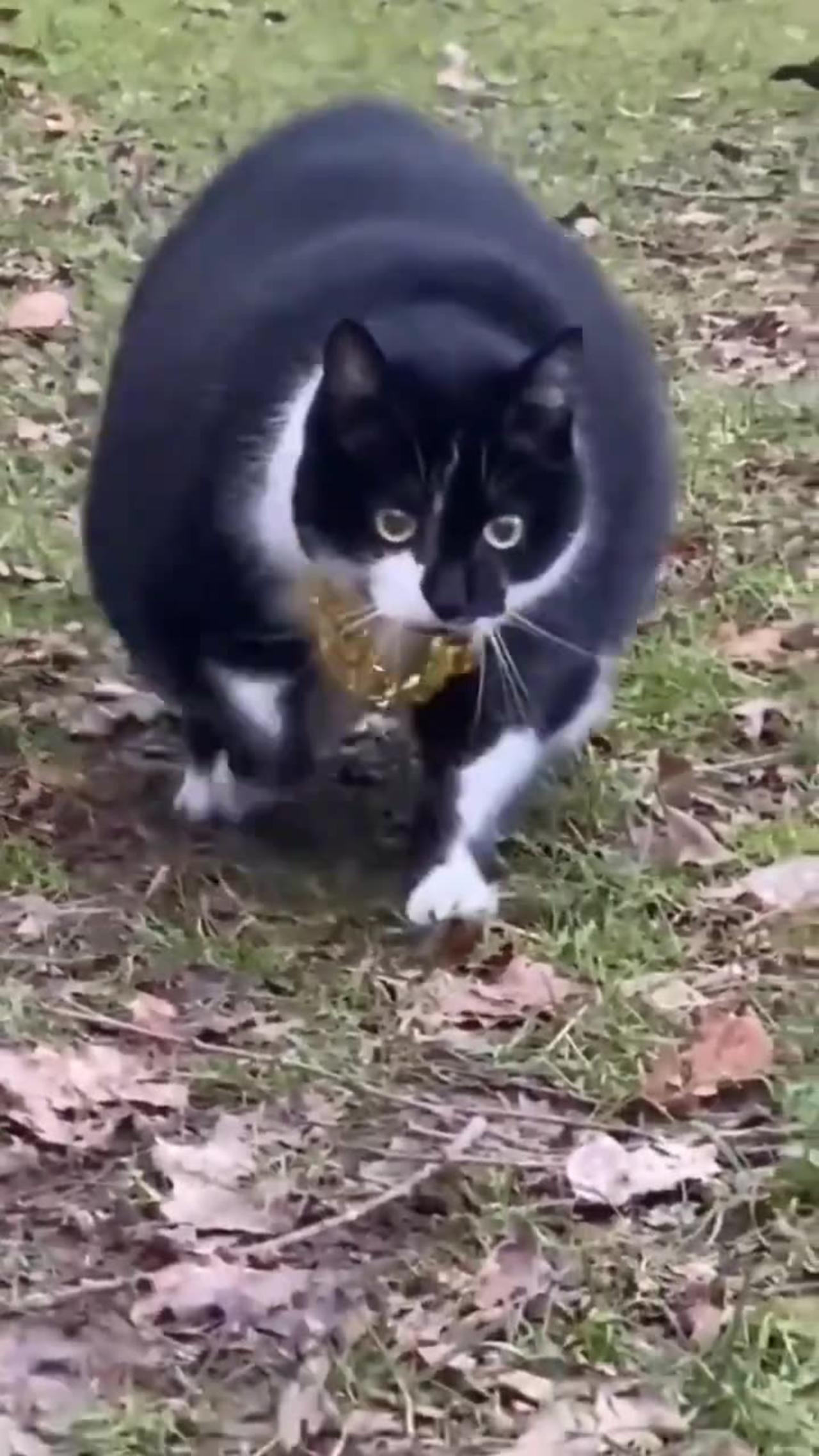 Funny cat videos part-31