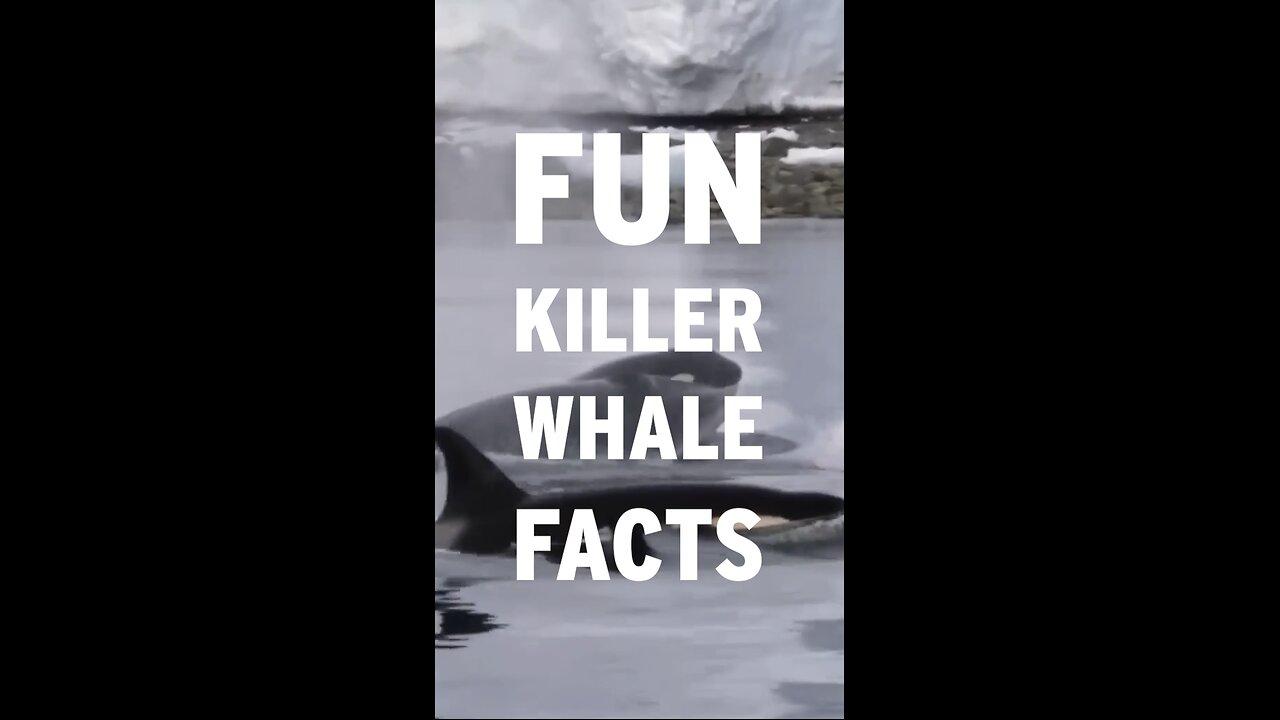 Some Number of Killer Whale Facts