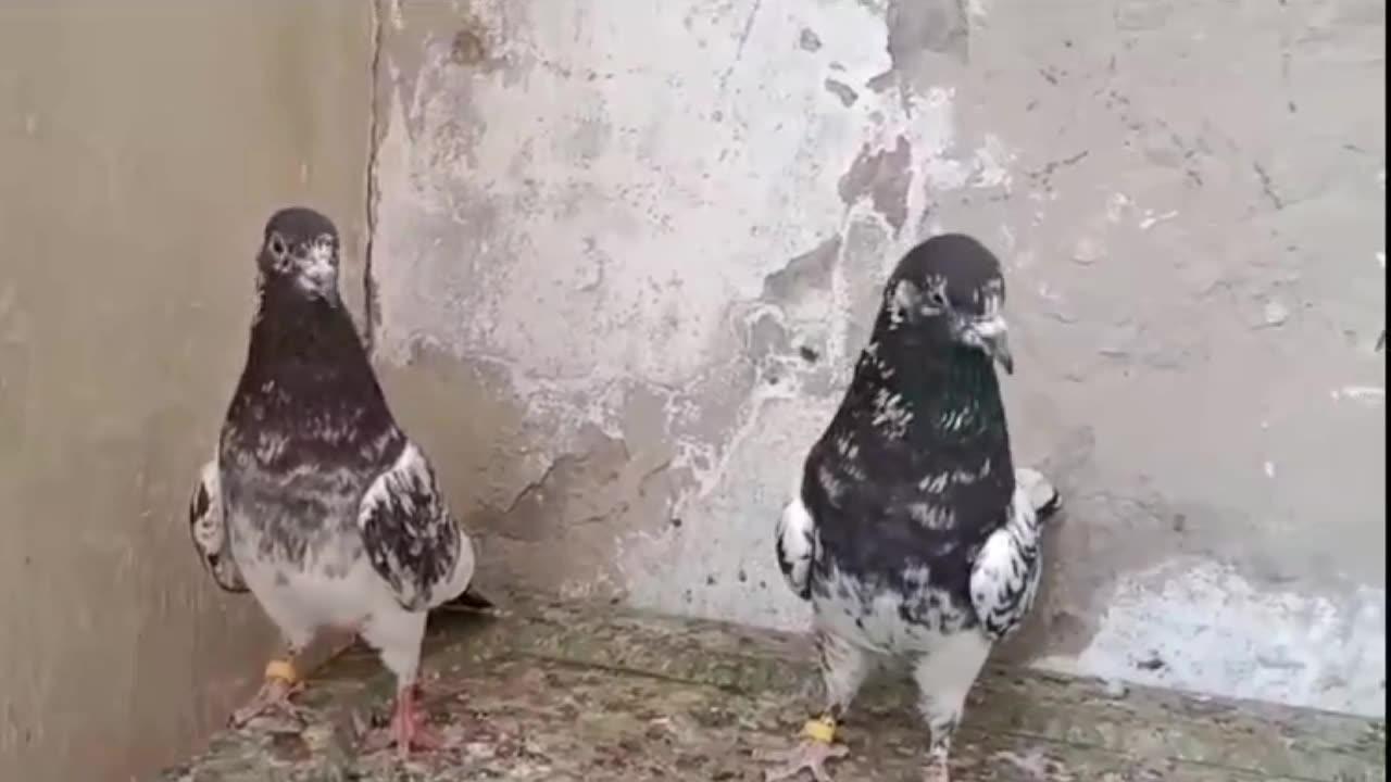 Kamgar dubb waly best flying pigeons beautiful