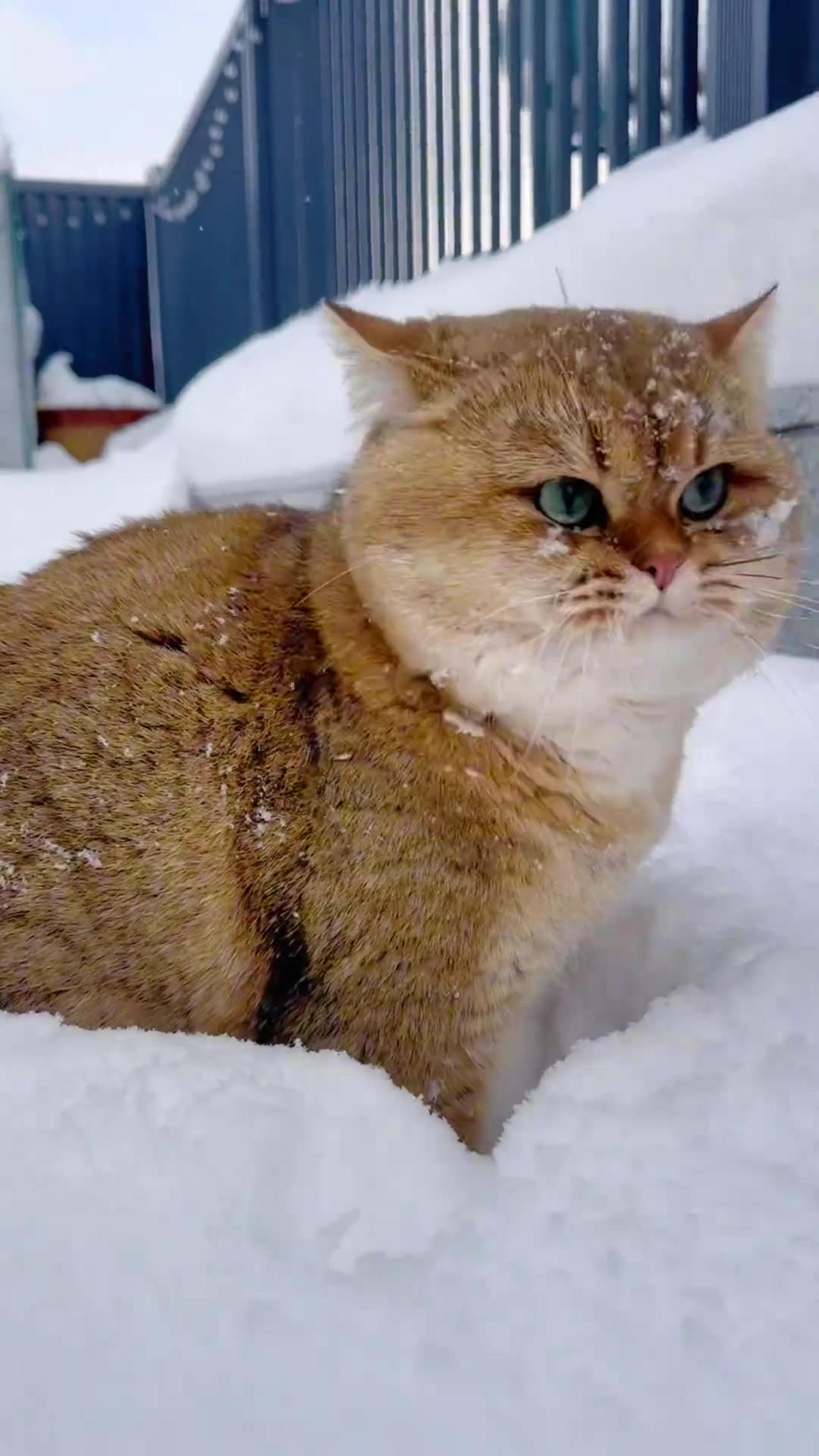 Cute cat lovely beautiful snowfall