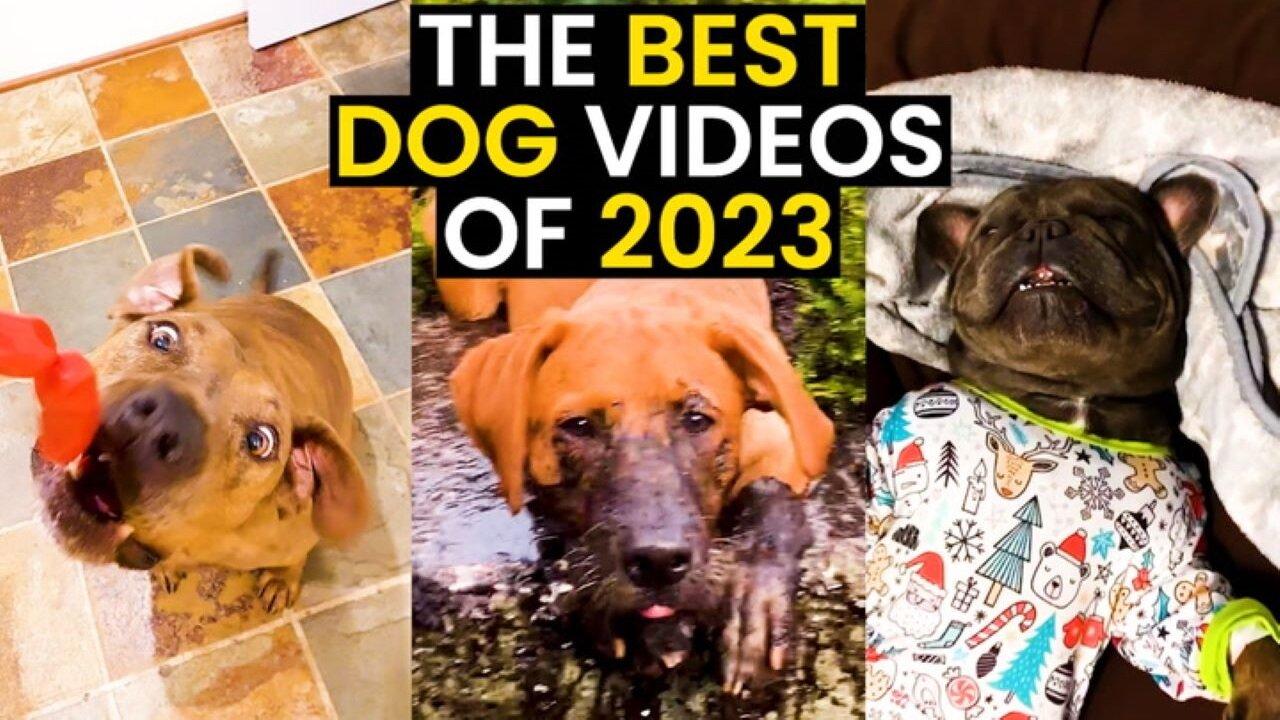 The Best Dog Videos Of 2023