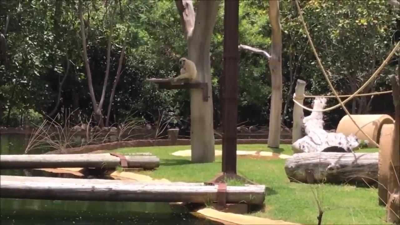 Gibbon Joy: A Symphony of Cute Gibbon Moments! 🌟🐒