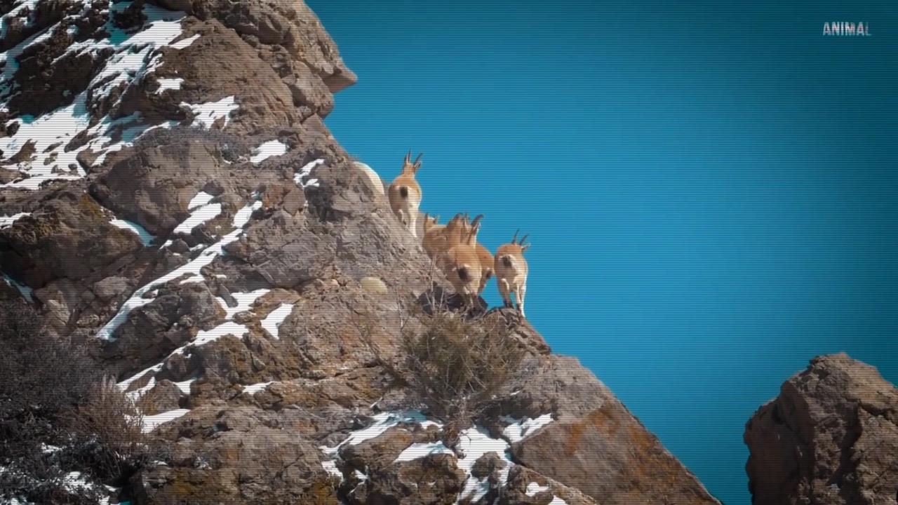 These guys defy the laws of Physics! Mountain Goats in action