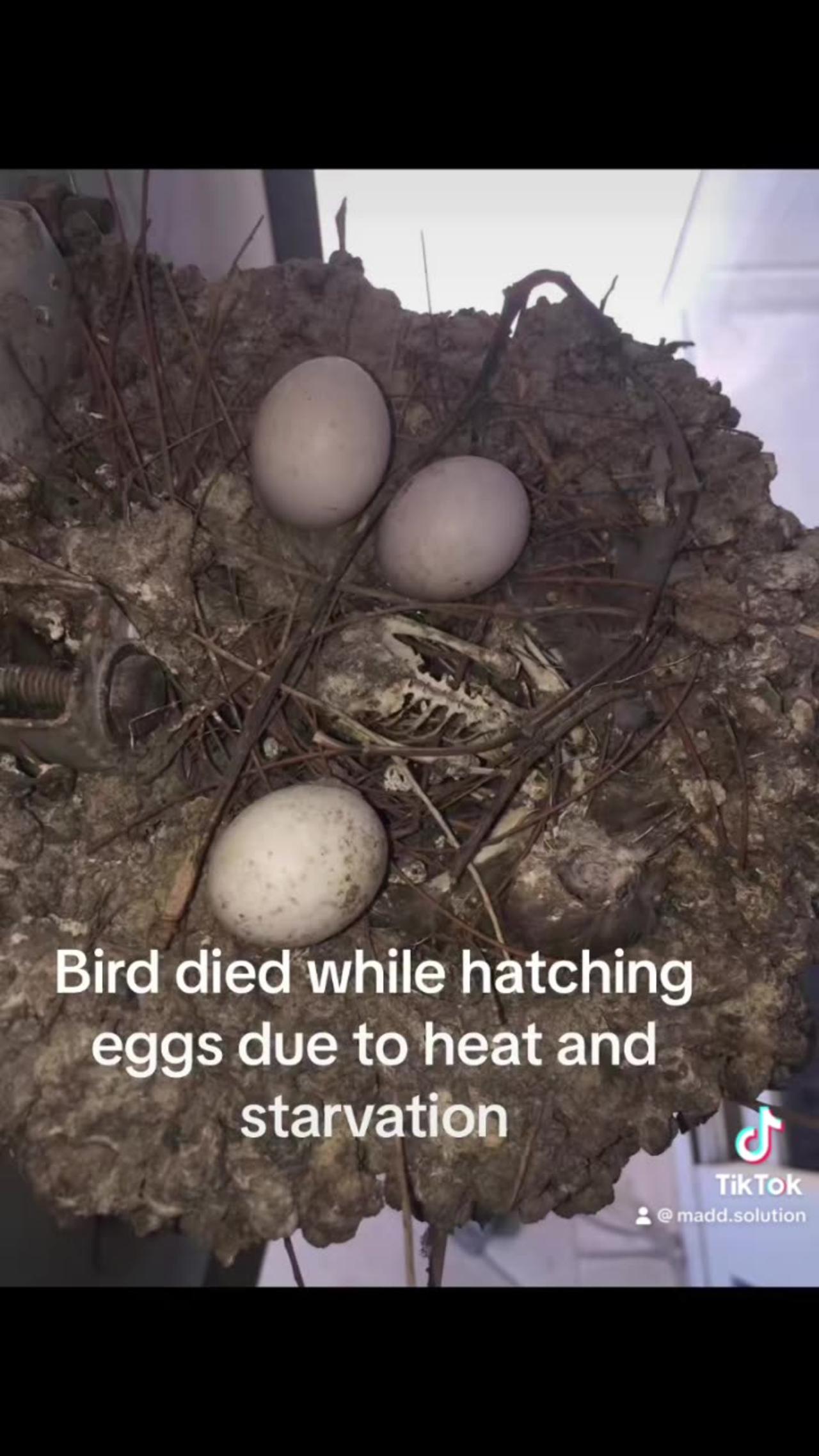 Eggs hatching by bird One News Page VIDEO